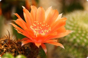 Cactus pitic Argentinian mix (40 seminte) Rebutia, cactusi pitici, flori delicate, colorate, Saflax - Img 4