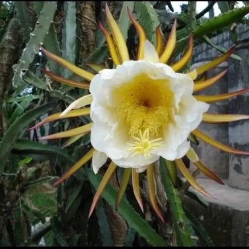 Cactus Regina Noptii (40 seminte) Queen of the Night - Selenicerus grandiflorus, flori mari, parfum de vanilie, Saflax - Img 4