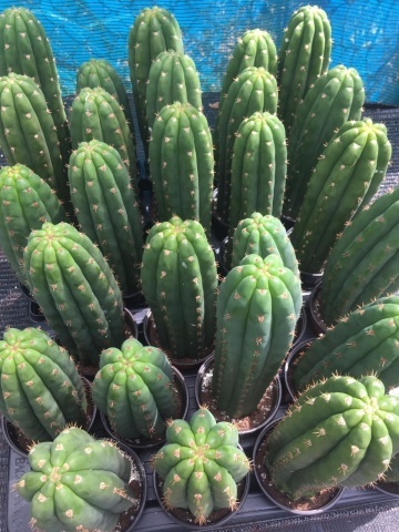 Cactus San Pedro (15 seminte) San Pedro Kaktus - Trichocereus Pachanoi, cactus stravechi, crestere rapida, Saflax - Img 3