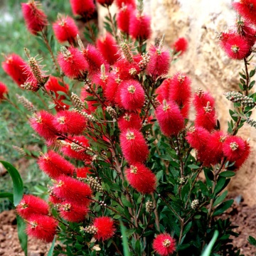 Callistemon citrinus seminte de Callistemon planta perena exotica, Vilmorin - Img 1