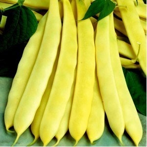 Capitano (500 gr) seminte fasole pitica cu pastaie galbena lata, Florian