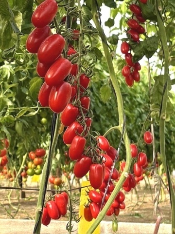 Caprese F1 (250 seminte) rosii cherry tip mini San Marzano, Seminis