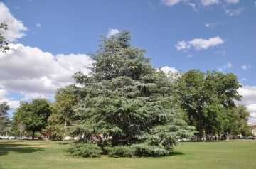 Cedru Atlantic (20 seminte) North African Atlas Cedar - Cedrus atlantica, conifer inalt, trunchiuri multiple, aspect deosebit, Saflax - Img 3