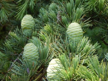 Cedru de Himalaya (35 seminte) Indian Cedar - Cedrus deodara, conifer cu ace verzi-albastrui si conuri extrem de decorative, Saflax - Img 2