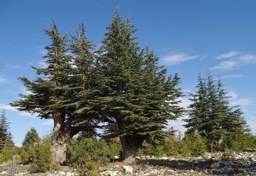 Cedru Libanez (20 seminte) Lebanon Cedar - Cedrus libani, conifer decorativ vesnic verde, Saflax - Img 5