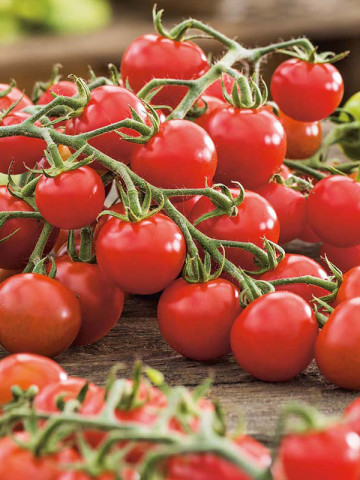 Cerise (60 seminte) tomate cherry nedeterminate, gust foarte dulce, Buzzy - Img 1
