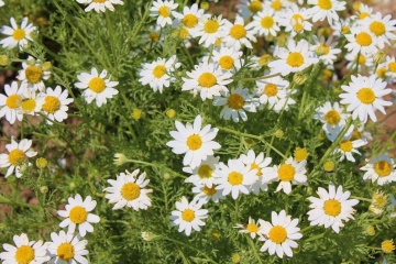 Chamomile BIO (16000 seminte) musetel BIO, aroma bogata, Seklos - Img 2