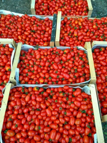 Cherry Mila (30 seminte) tomate Cherry in forma de prunisoare nedeterminate, Geosem - Img 3