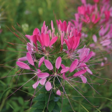 Cherry Queen (160 seminte) Floare Paianjen Cleome, flori foarte mari, roz, Seklos - Img 4