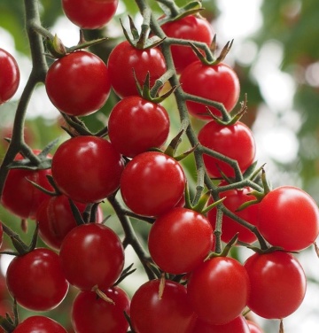 Chicco Rosso F1 (50 seminte) rosii cherry timpurii nedeterminate, gust excelent, La Semiorto Sementi