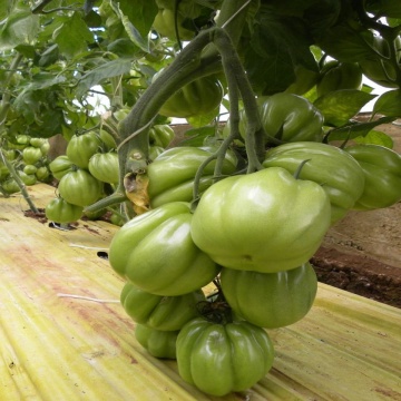 Cicerone F1 (100 seminte) rosii tip Inima de Albenga, nedeterminate semitimpurii, Profit Seeds