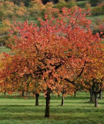 Cires Japonez (30 seminte) Wild Black Cherry - Prunus serrulata, inflorire abundenta cu flori batute, roz, Saflax - Img 7