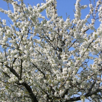 Cires salbatic (10 seminte) Wild Cherry - Prunus avium, flori albe, fructe comestibile, Saflax - Img 4