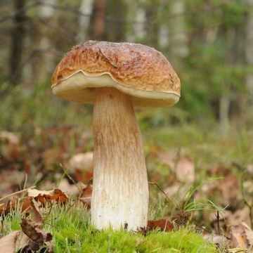 Ciuperca Boletus betulicola (10 g) miceliu de ciuperca de padure Hrib de Mesteacan, Seklos - Img 1