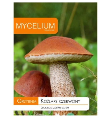 Ciuperca Leccinum aurantiacum (10 g) miceliu de ciuperca de padure Hrib de Plop, Seklos - Img 6