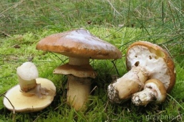 Ciuperca Slippery Jack (10 g) miceliu de ciuperca Suillus luteus - Palnioara, ciuperca de conifere, Seklos - Img 2