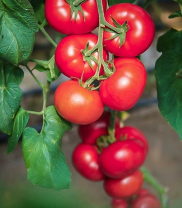 Clarosa F1 (1000 seminte) tomate nedeterminate, roz stralucitor, forma rotunda, Clause - Img 1