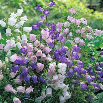 Clopotei mix (500 seminte) plante bianuale cu flori albe, roz, albastre, mov, Agrosem - Img 2