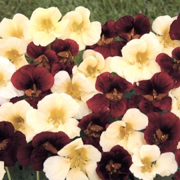 Condurul Doamnei Zi si Noapte (2 g), plante cu flori contrastante, colorate in galben-ivoriu si rosu-mahon, Papucul Doamnei, Opal - Img 2