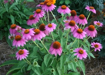 Coneflower (150 seminte) Echinacea perena flori mari, roz, Seklos - Img 2
