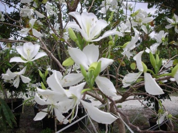 Copacul Orhidee alba (5 seminte) White Orchid Tree - Bauhinia variegata candida, flori superbe albe, parfumate, Saflax - Img 7