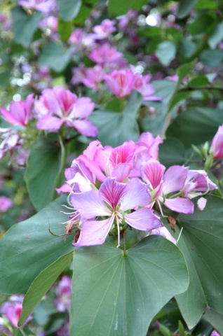 Copacul Orhidee roz (8 seminte) Camel Foot Tree - Bauhinia variegata, flori superbe roz, parfumate, Saflax - Img 3