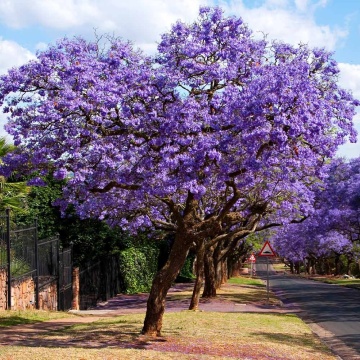 Copacul Violet Jacaranda (50 seminte) Jacaranda mimosifolia, flori clopotei violet, parfumate, Saflax - Img 4