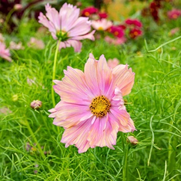 Cosmos Apricotta (20 seminte) Mararite flori deosebite roz-piersica, inflorire abundenta, Seklos - Img 3