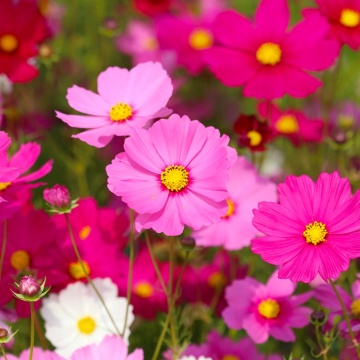 Cosmos Early Summer (1 gr) seminte Mararite flori viu colorate, inflorire abundenta, Seklos - Img 1