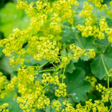 Cretisoara (100 seminte) Lady's Mantle - Alchemilla vulgaris, planta medicinala pentru aparatul genital feminin, Saflax - Img 2