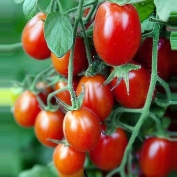Crovarese (900 seminte) rosii cherry prunisoare, extratimpurii nedeterminate, La Semiorto Sementi