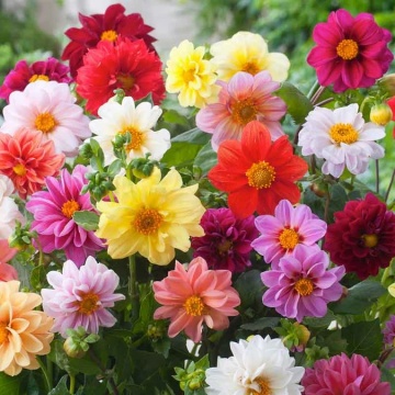 Dahlia Unwin (100 seminte) Dalie flori stralucitoare, multicolore, Seklos - Img 3