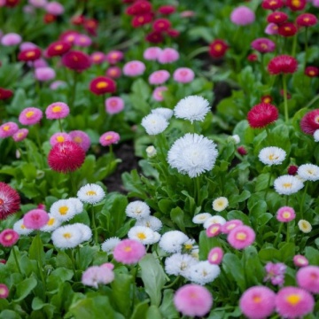 Daisy mix (1200 seminte) Banutei amestec de culori, Seklos - Img 5