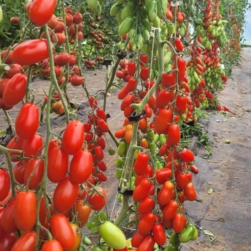Delikano F1 (30 seminte) tomate extratimpurii mici tip San Marzano, Seklos