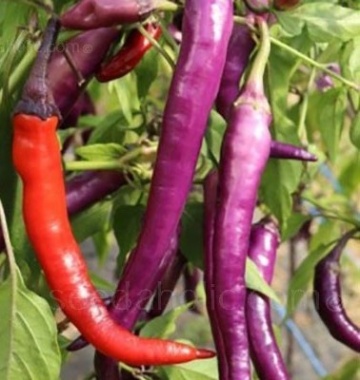 Diavoletto BIO (12 seminte) ardei iute alungit, carnos, flori, tulpini si fructe violet, gust foarte iute, ReinSaat