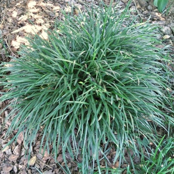 Dog's Grass (2500 seminte) Iarba Cainelui, decorativa, verde, perena, Seklos - Img 1