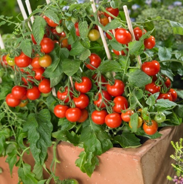 Donna F1 (8 seminte) rosii cherry extrem de productive si aromate, perfecte pentru ghivece, Sperli - Img 3