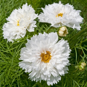 Double Dutch White (190 seminte) Cosmos-Mararite, planta anuala flori albe batute, inflorire abundenta, Seklos - Img 2