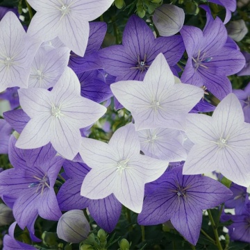 Dzwonek Karpacki - Campanula carpatica mix (0,3 gr) seminte Clopotei pereni albi si albastri, Toraf - Img 3