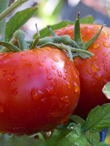 Etna F1 (150 seminte) tomate determinate, soi mediu timpuriu, culturi fiabile chiar si in conditii nefavorabile, PlantiCo - Img 1