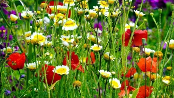 Fallow Perennial Flowers (45 gr), seminte mix flori salbatice perene si iarba, Seklos - Img 4