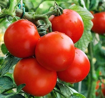Fantasio F1 (10 seminte) tomate semitimpurii randament ridicat, hibrid frantuzesc, Sekluva - Img 4