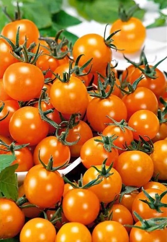 Figiel (150 seminte) tomate portocalii cherry, Laktofol