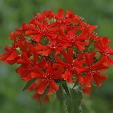 Firletka Chalcedonska - Crucea Ierusalimului (0,5 gr) seminte Lychnis calcedonica perena, inflorescente mari, rosii, Toraf - Img 2
