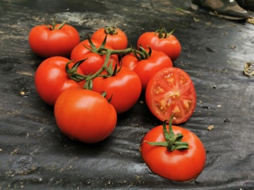 Fleming F1 (6 seminte) tomate nedeterminate, rotunde-plate, rezistente la boli, Sekluva - Img 2