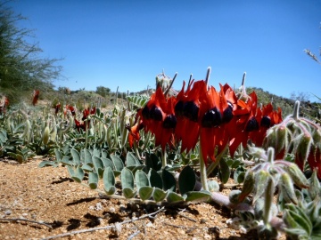 Floarea Cioc de Papagal (20 seminte) Sturt's Desert Pea - Clianthus formosus syn. Swaisonia formosa, flori mari rosu aprins, Saflax - Img 4