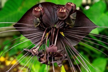 Floarea Liliac (10 seminte) Black Bat Flower - Tacca chantrieri, flori mari violet-maronii, aspect interesant, Saflax - Img 3