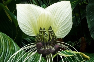 Floarea Liliac Alb (10 seminte) White Bat Flower - Tacca integrifolia, flori mari alb cu violet, aspect interesant, Saflax - Img 4