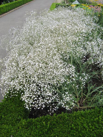 Floarea miresei perena alba (0.15 gr) floare anuala, flori mici albe, Agrosem - Img 1