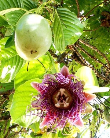 Floarea Pasiunii Gigant (12 seminte) Giant Granadilla - Passiflora quadrangularis, planta cataratoare cu flori mari, rosu-violet, Saflax - Img 4